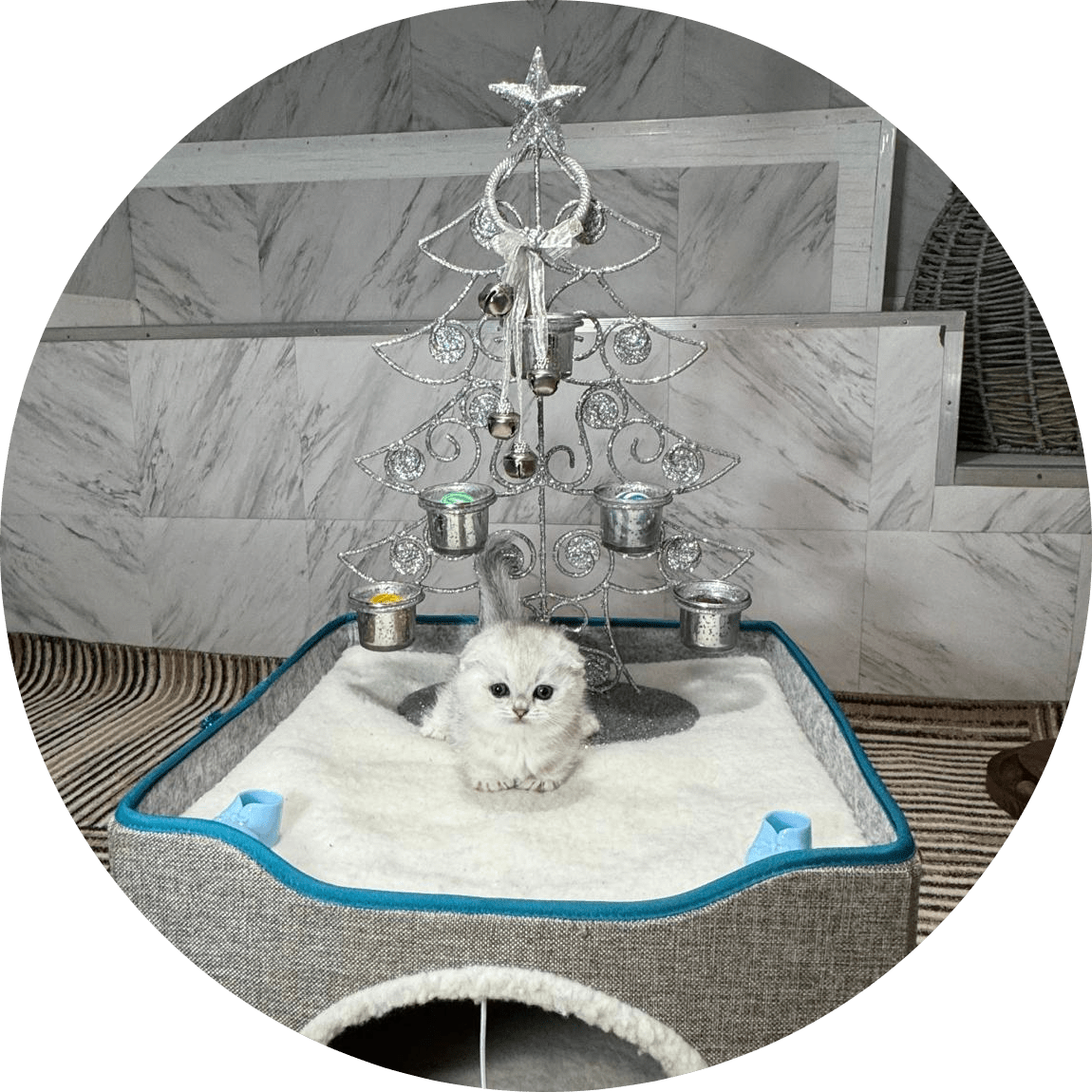 Adorable fluffy white kitten rests in a soft cat bed beneath a decorative silver Christmas tree, creating a cozy