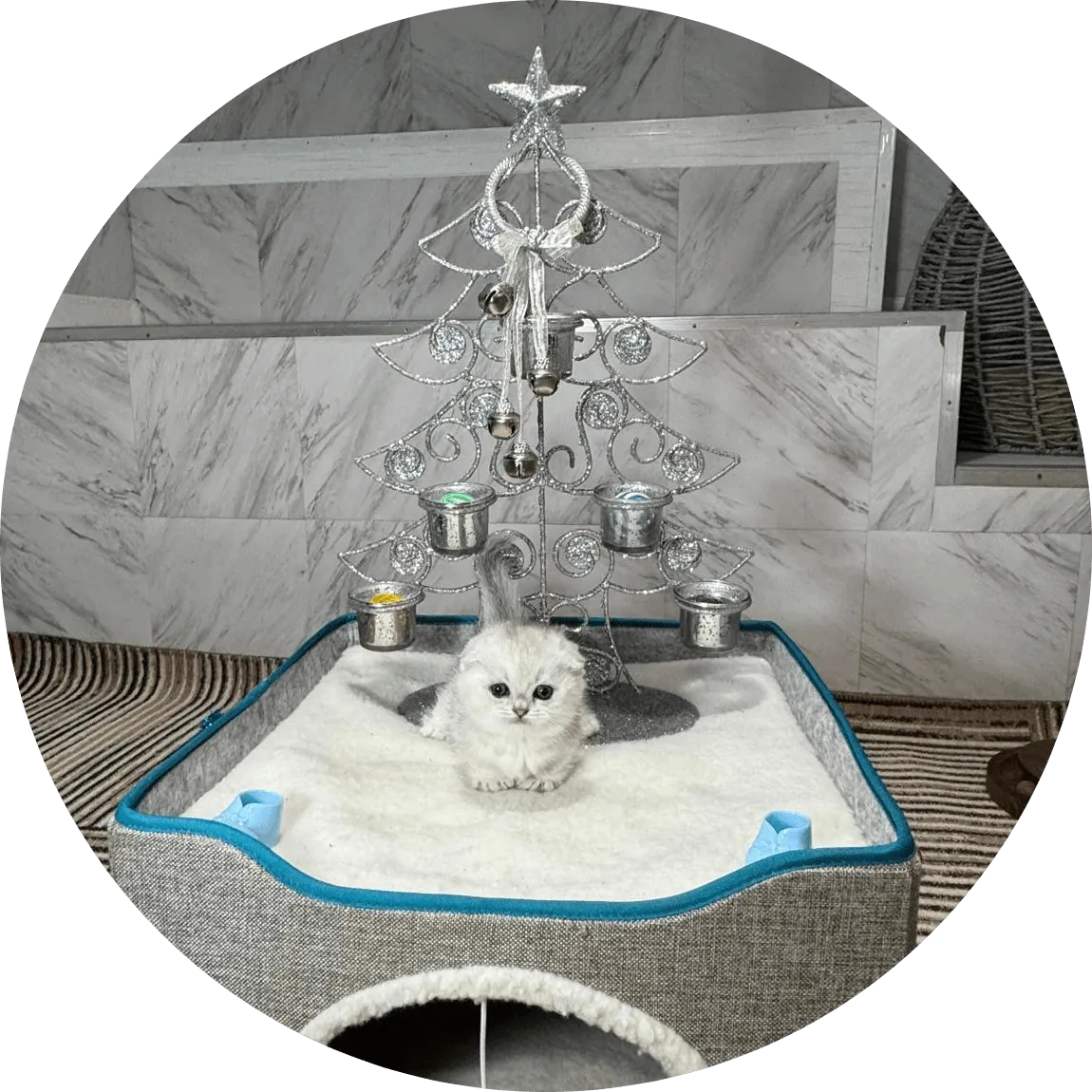 Adorable fluffy white kitten rests in a soft cat bed beneath a decorative silver Christmas tree, creating a cozy