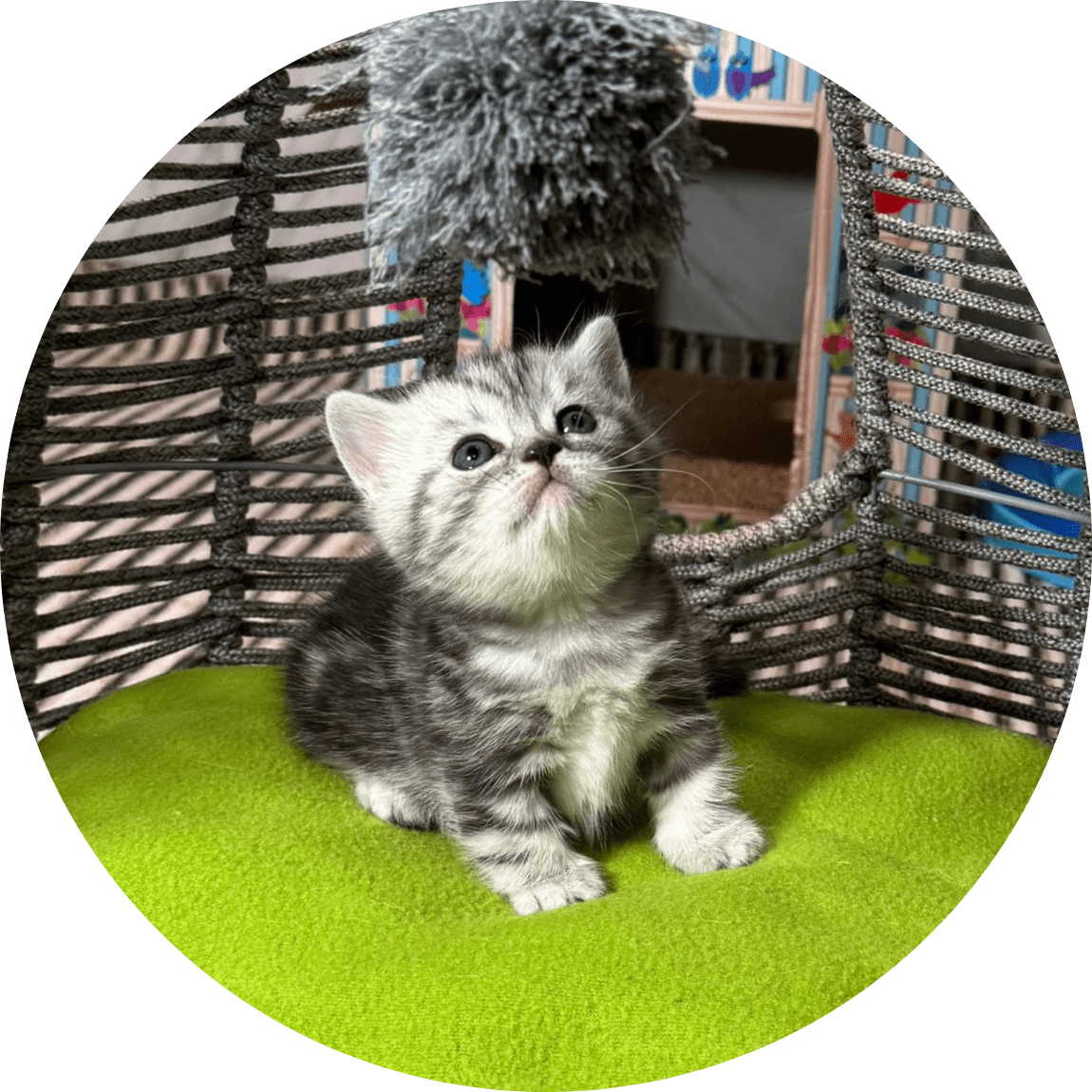 Adorable gray tabby kitten sits on a bright green cushion inside a woven wicker chair, gazing up at a dangling pompom toy