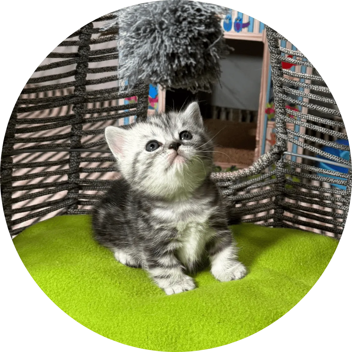 Adorable gray tabby kitten sits on a bright green cushion inside a woven wicker chair, gazing up at a dangling pompom toy