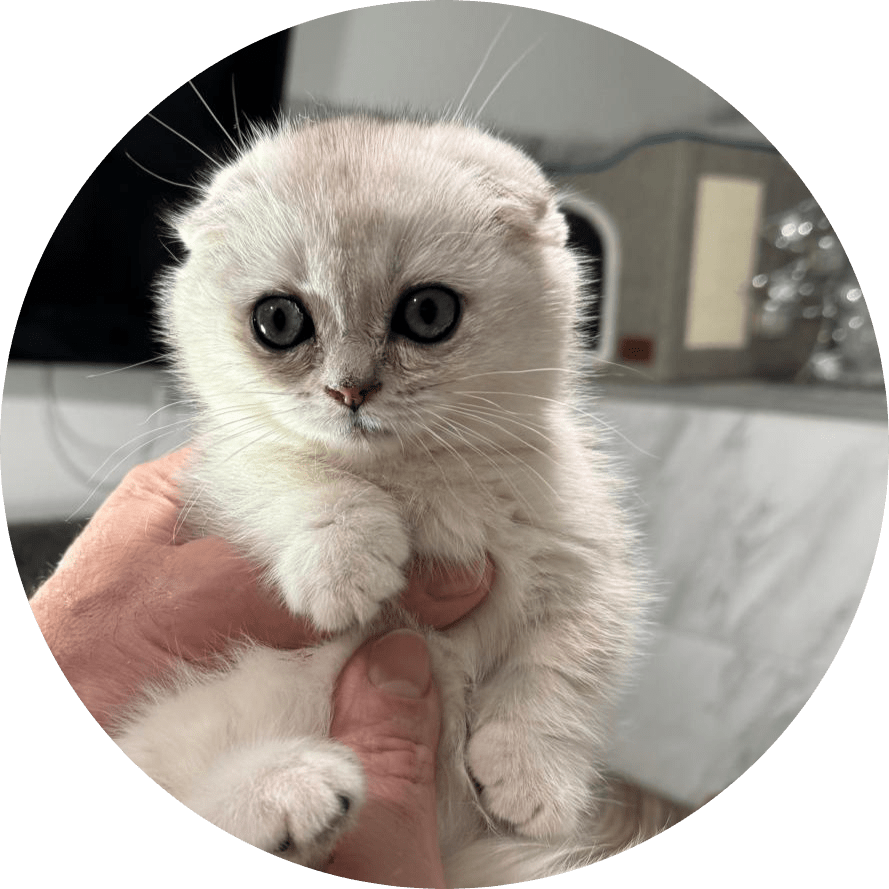 Adorable white Scottish Fold kitten with large round eyes being gently held in human hands, showing curiosity