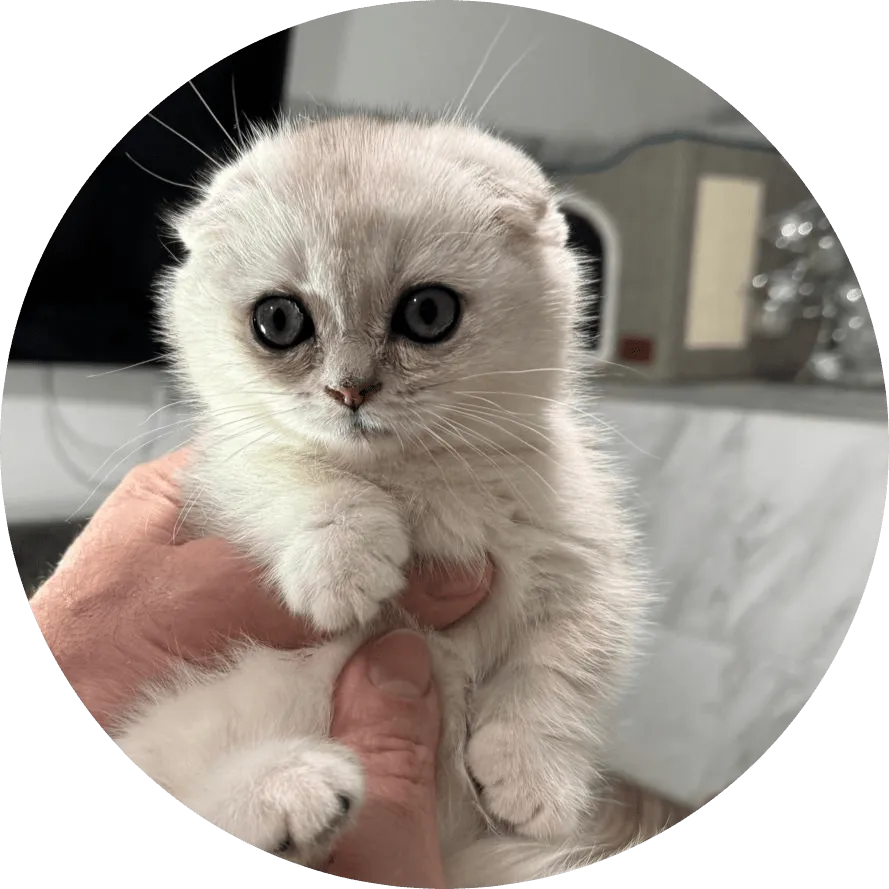 Adorable white Scottish Fold kitten with large round eyes being gently held in human hands, showing curiosity