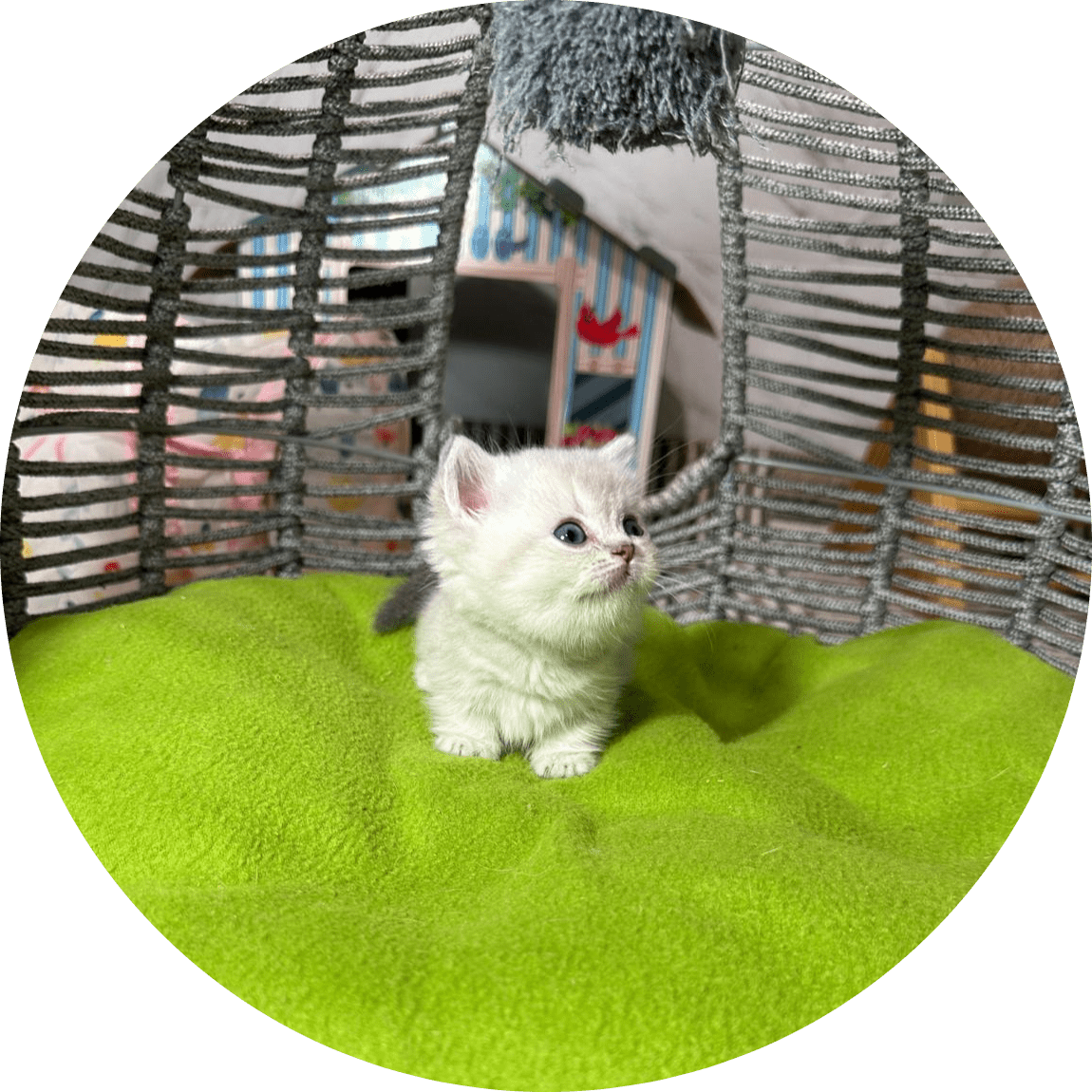 Adorable white kitten sits on a bright green cushion inside a woven wicker chair, looking upward with curious blue eyes