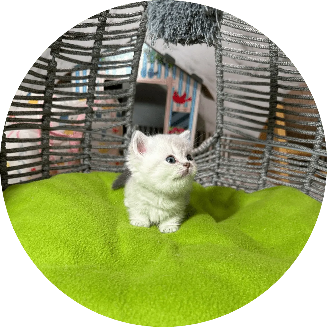 Adorable white kitten sits on a bright green cushion inside a woven wicker chair, looking upward with curious blue eyes