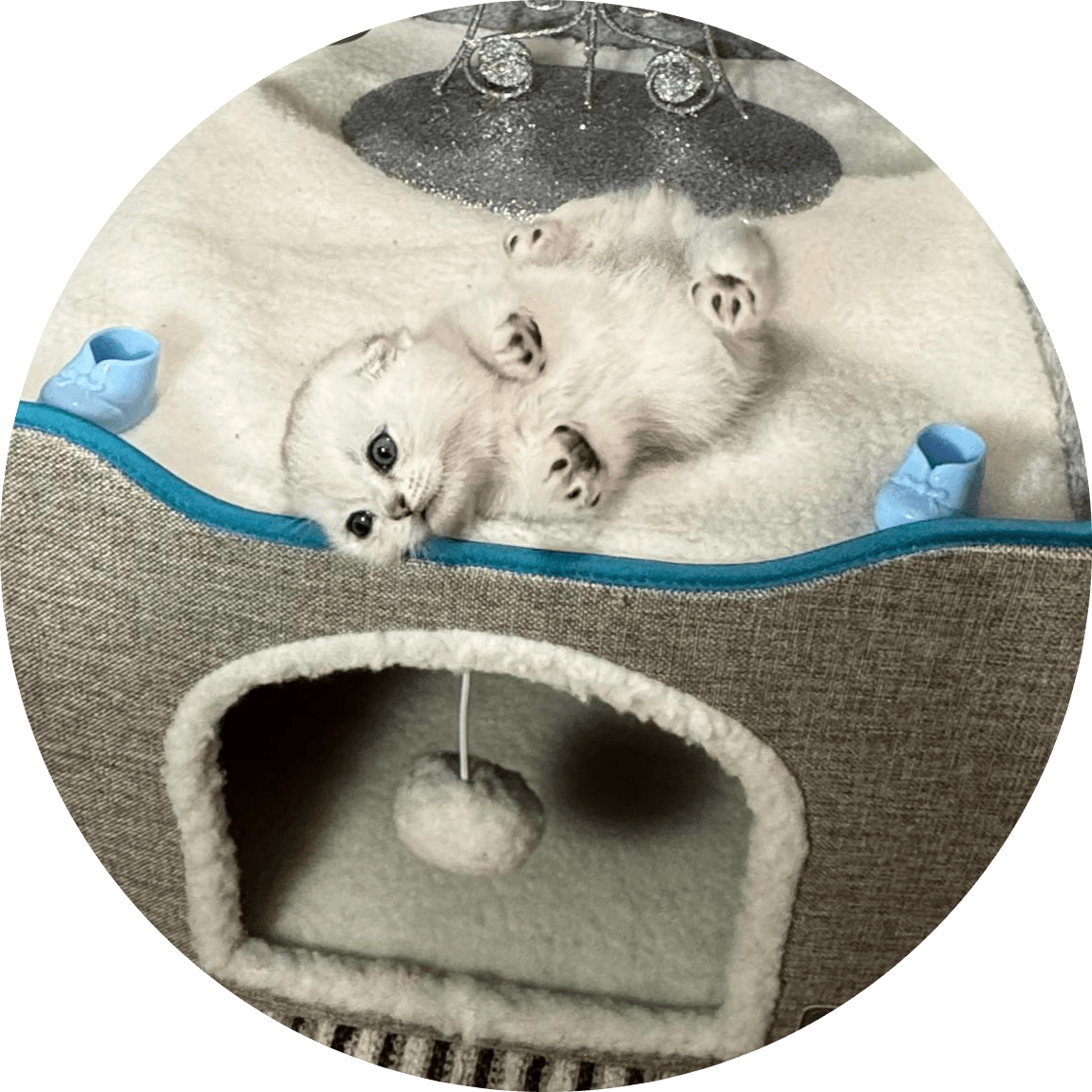 Adorable white kitten with blue eyes lies on its back in a cozy cat bed box, surrounded by small toys on a striped rug