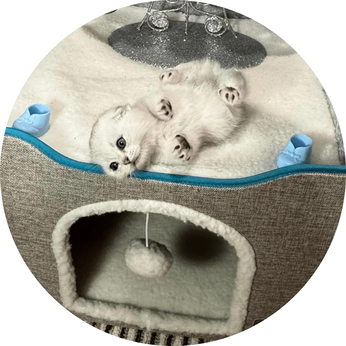 Adorable white kitten with blue eyes lies on its back in a cozy cat bed box, surrounded by small toys on a striped rug