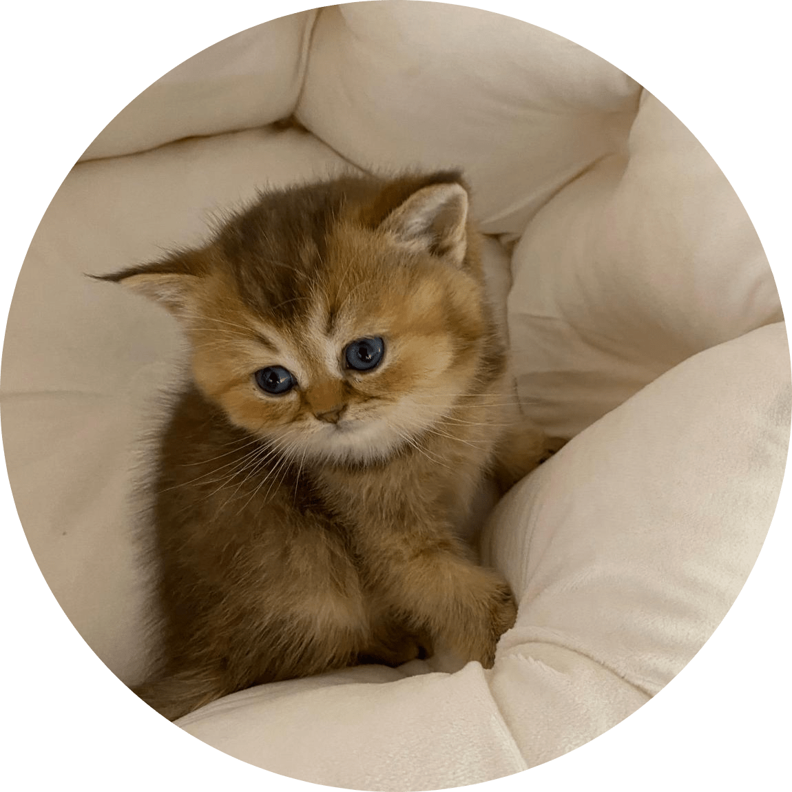 An adorable fluffy brown kitten with striking blue eyes sits curled in a soft white cushion, conveying warmth