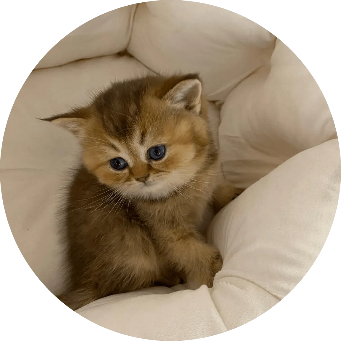 An adorable fluffy brown kitten with striking blue eyes sits curled in a soft white cushion, conveying warmth