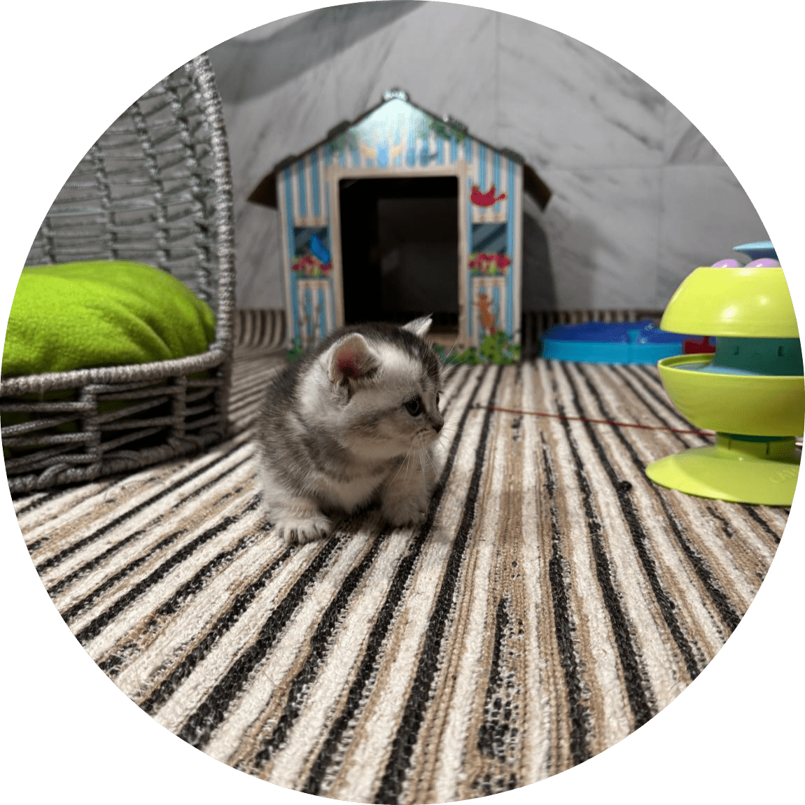 An adorable gray-and-white kitten explores a striped carpet near colorful toys, a wicker pet bed with green cushion