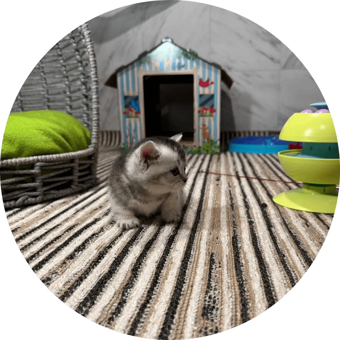 An adorable gray-and-white kitten explores a striped carpet near colorful toys, a wicker pet bed with green cushion
