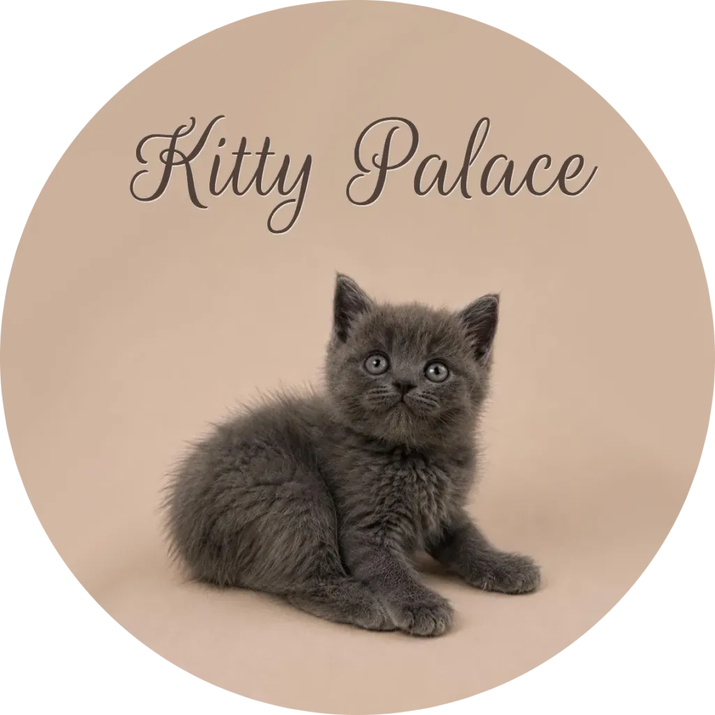 Ash blue buy a british shorthair girl Pearl lying down and looking up, british semi longhair cat
