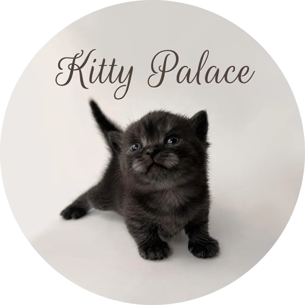 Black munchkin kitten for sale looking up with tail raised, black smoke male Smoke