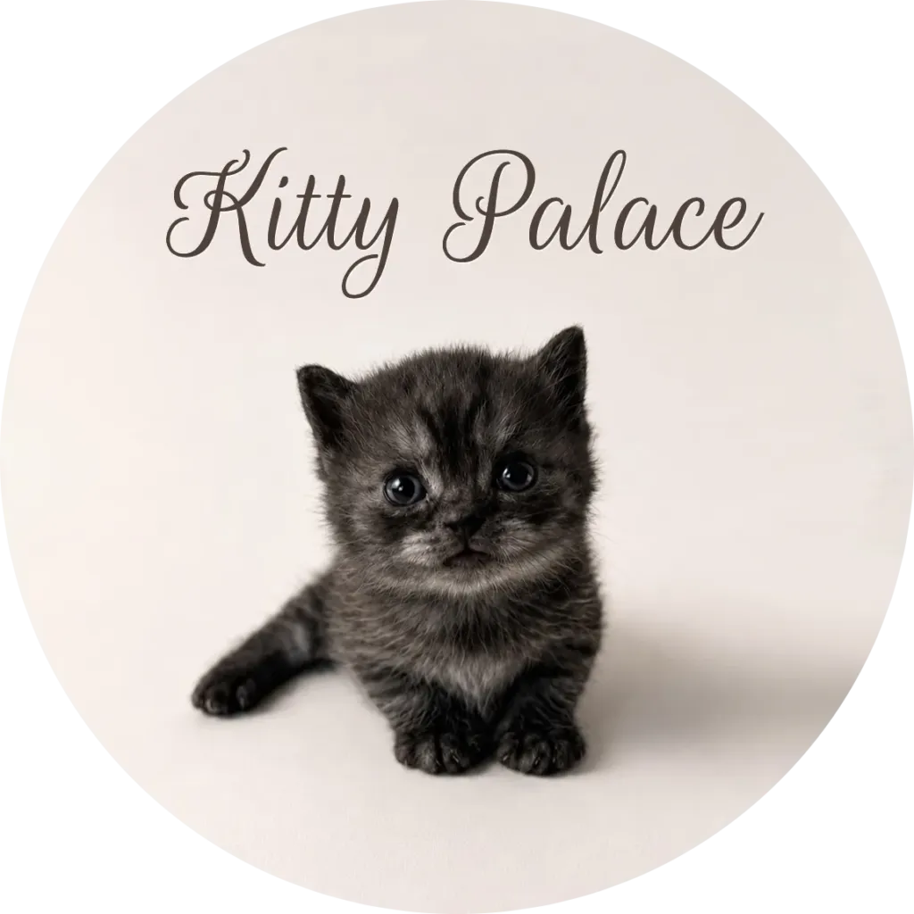 Kitten sitting and facing forward, black smoke male Smoke