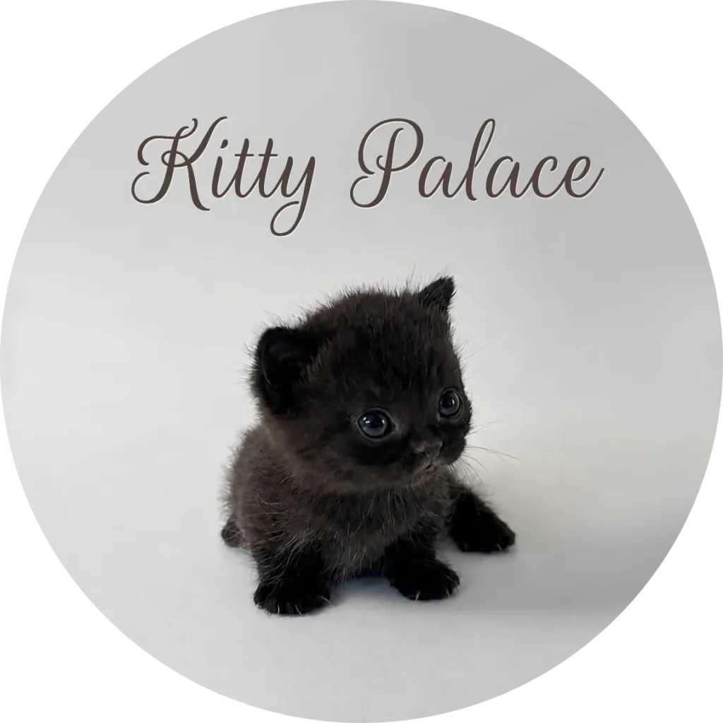 Black munchkin kitten sitting and glancing to the side, straight female Coco