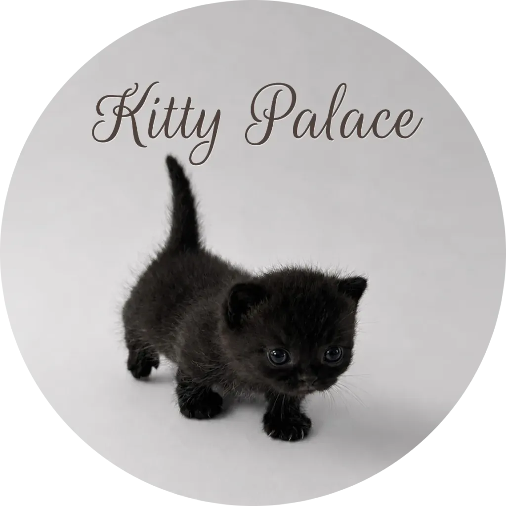 Black munchkin kitten walking forward with tail up, straight female Coco