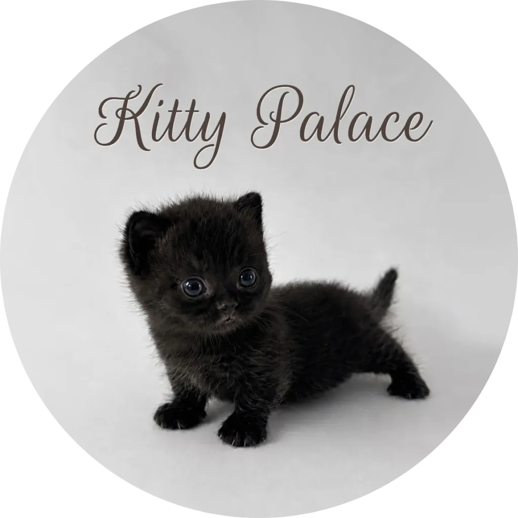 Black munchkin kittens for sale — Coco standing with short legs, straight female