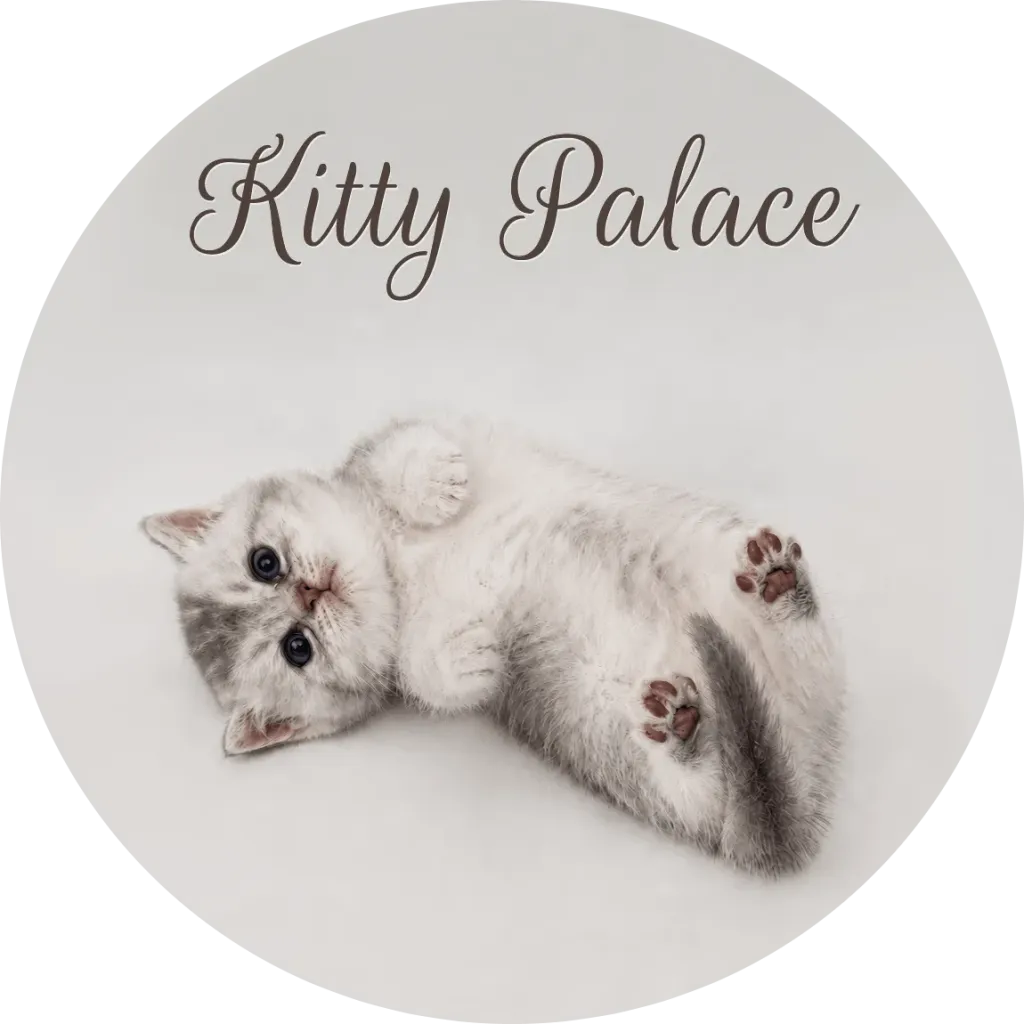 Kitten lying on its back with paws up, scottish straight male