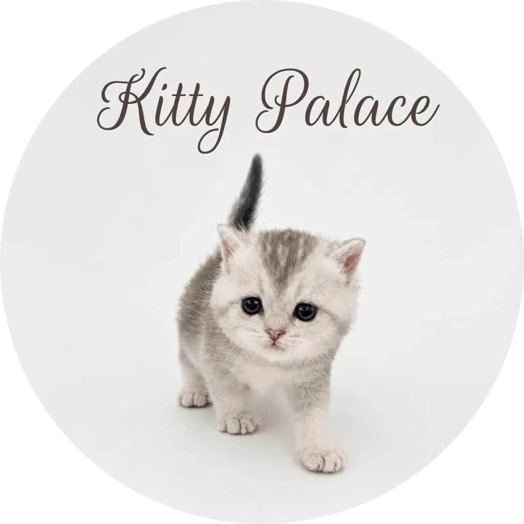 Kitten walking toward the camera, blue-eyed straight male