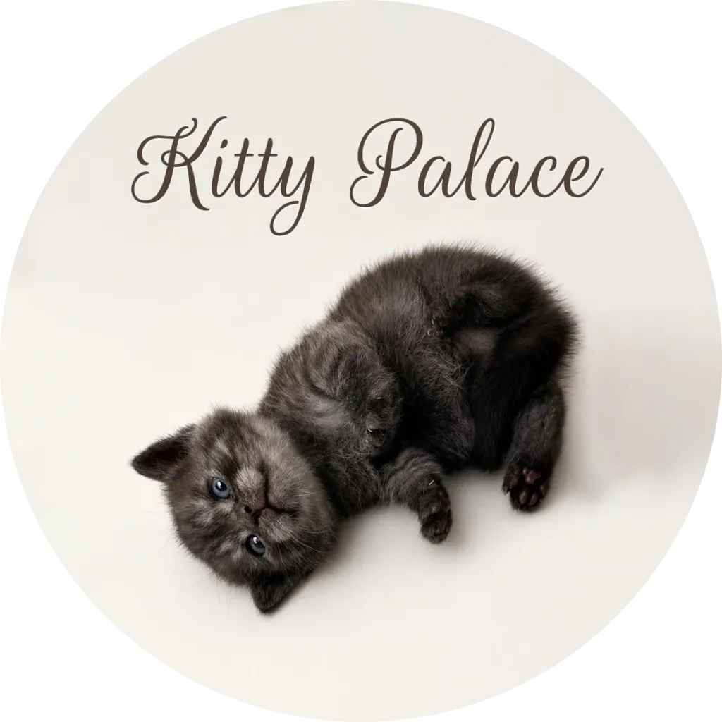 Kitten rolling on its side with blue eyes, male Smoke