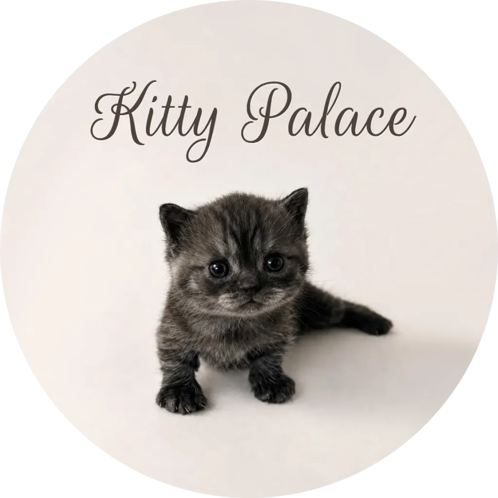 Black smoke munchkin kitten stepping forward with one paw out, male Smoke