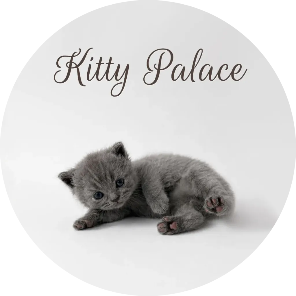 Blue british kitten lying curled on her side, female Pearl