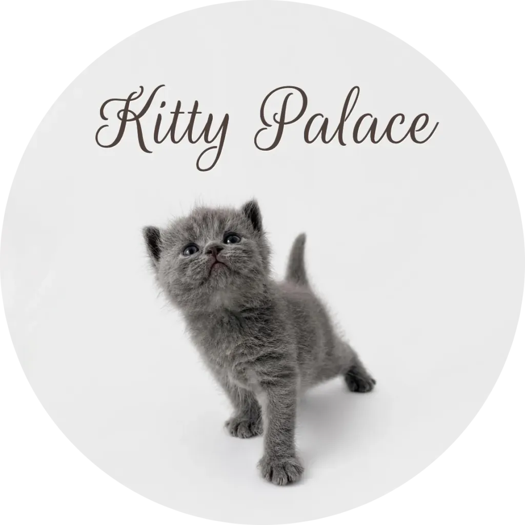 Blue british kitten standing and looking up, female Pearl