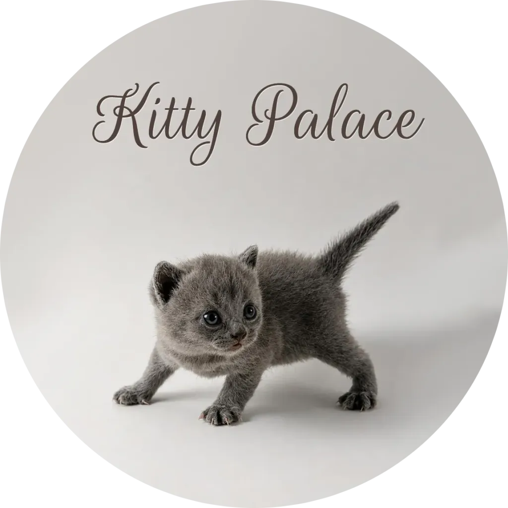 Blue british kitten stepping forward with tail up, male Sky