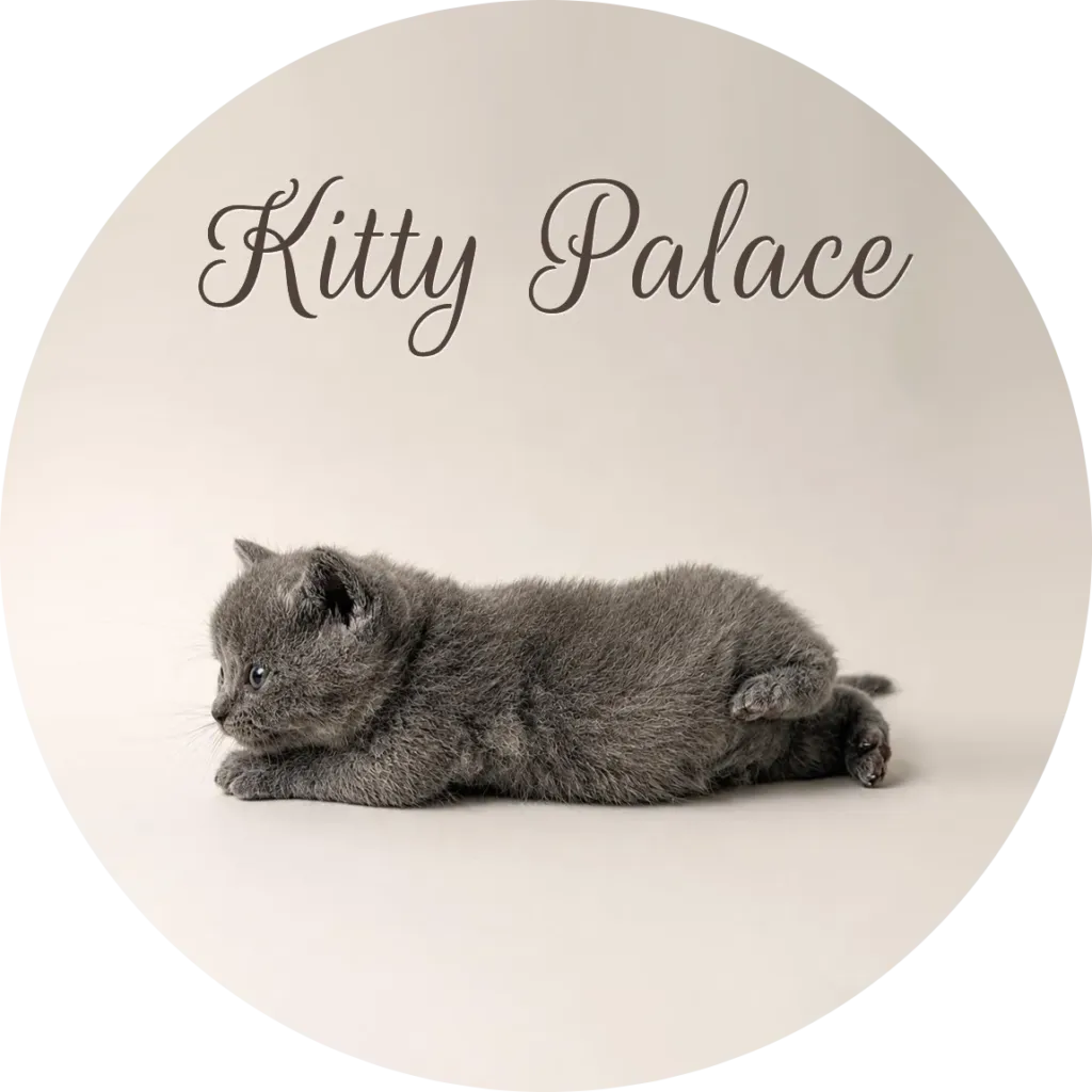 Blue british kitten stretched out on his side, male Sky