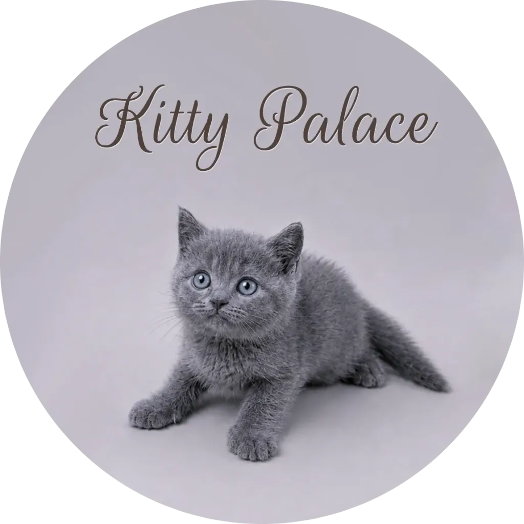 Blue british shorthair kitten crouching with one paw forward, male Sky