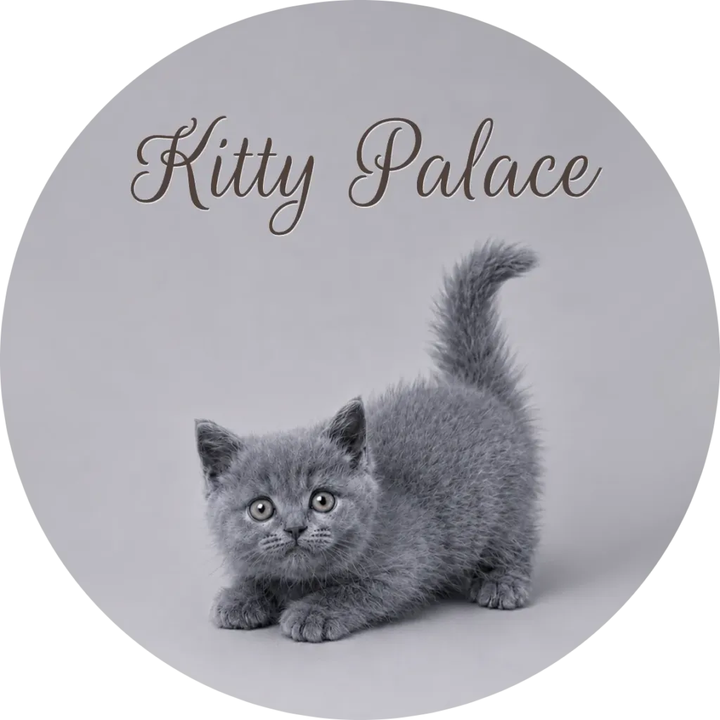 Blue british shorthair kitten crouching with tail up, female Pearl