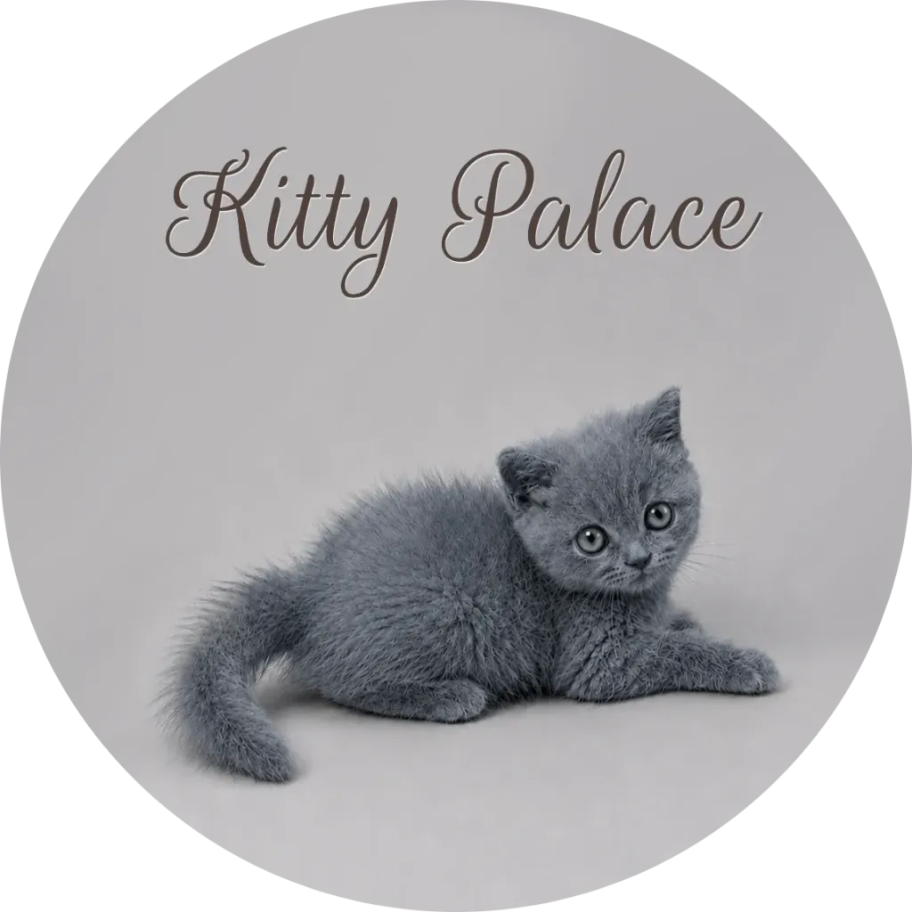 Blue british shorthair kitten lying with tail curled, female Pearl