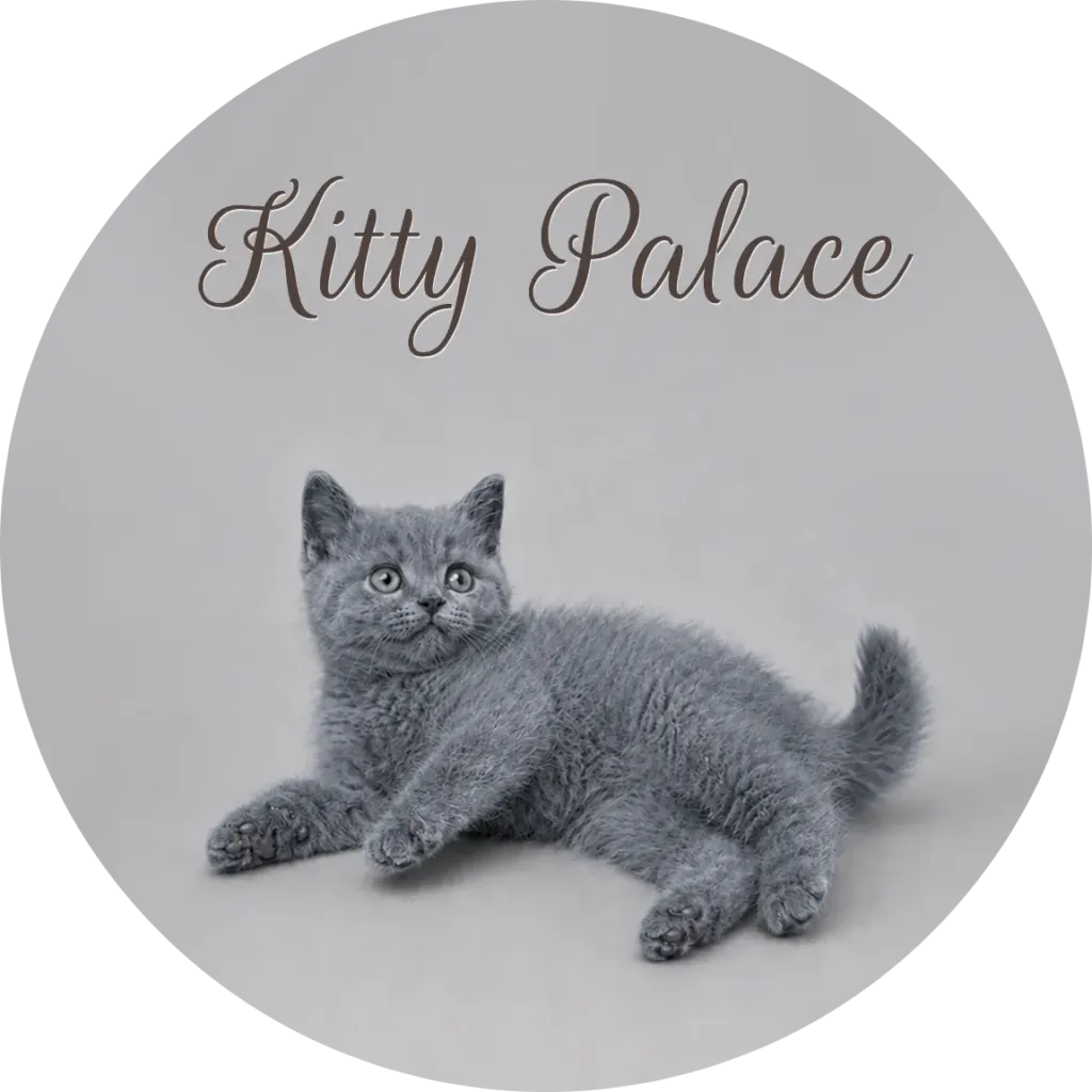 Blue british shorthair kitten reclining with paws stretched out, female Pearl
