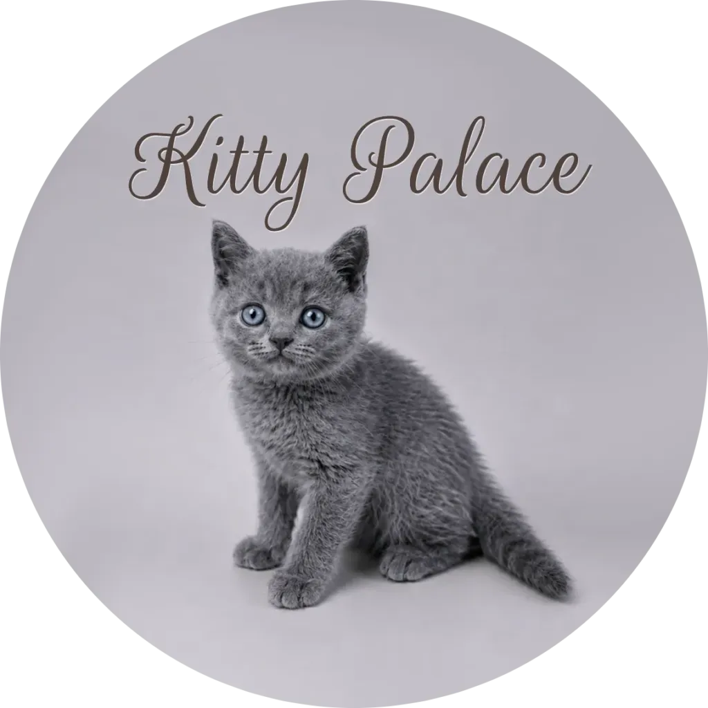 Blue british shorthair kitten sitting upright and facing forward, male Sky
