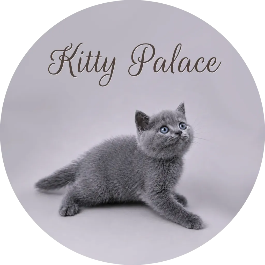 Blue british shorthair kitten stretching and looking up, male Sky