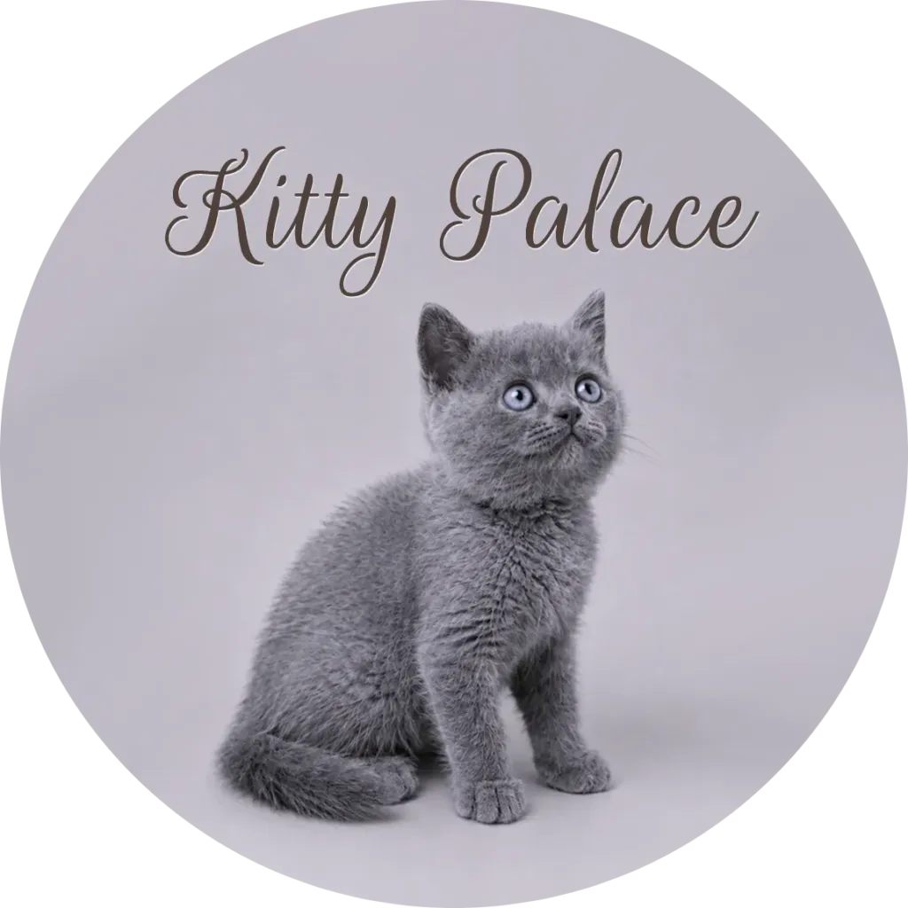 British shorthair kittens for sale USA — Sky sitting and gazing upward, blue male