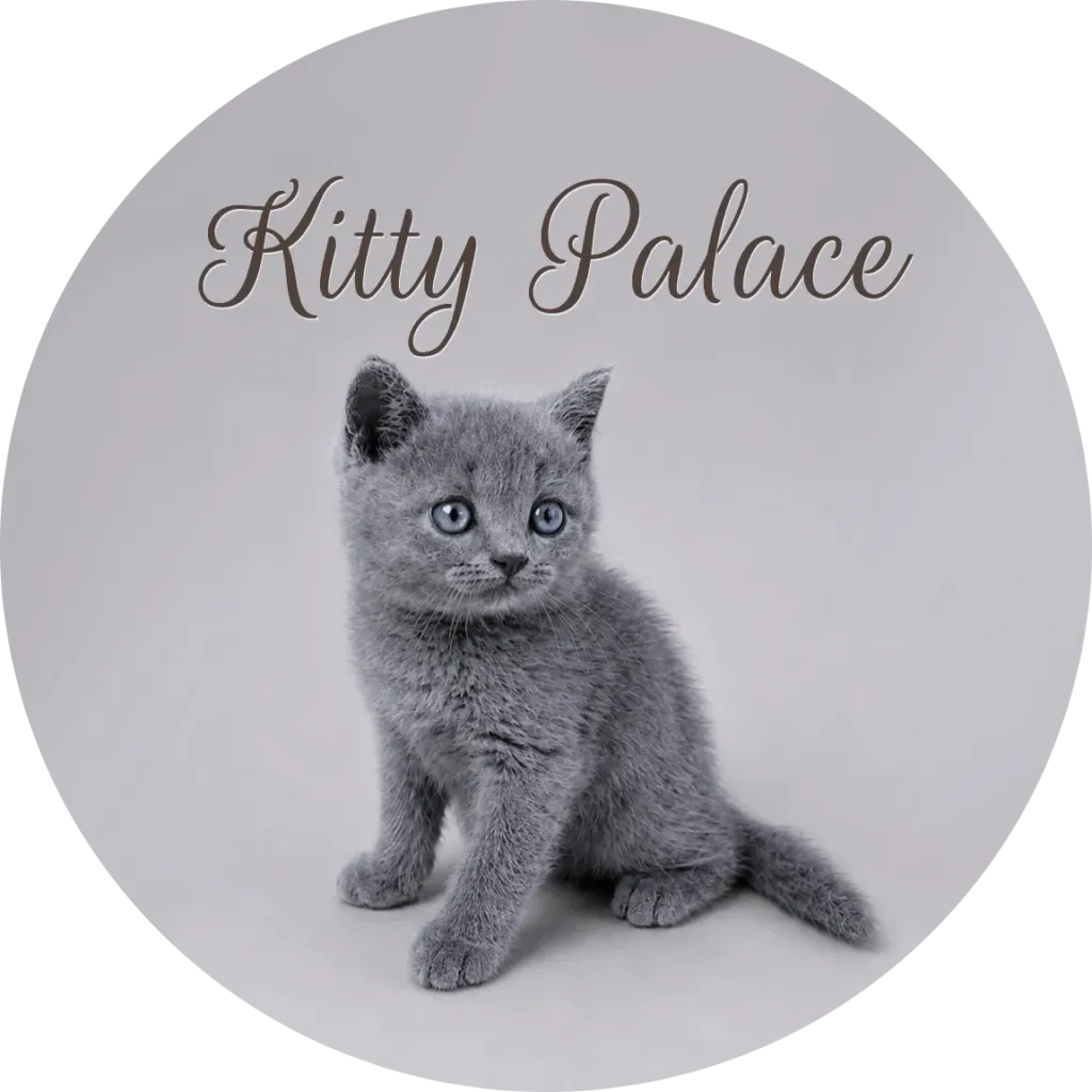 British shorthair kittens for sale USA — Sky sitting with blue eyes, blue male