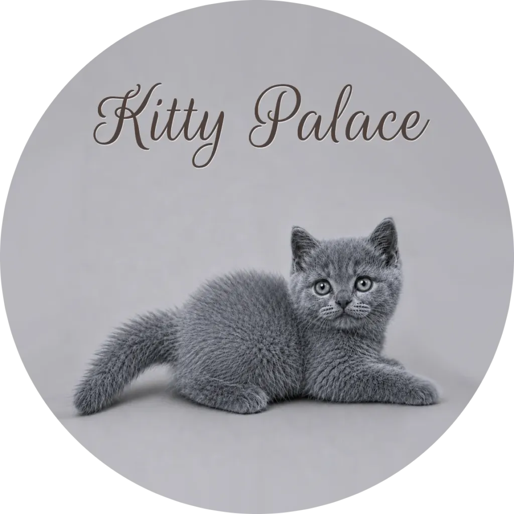 British shorthair kittens for sale in NJ — Pearl resting curled up, blue female
