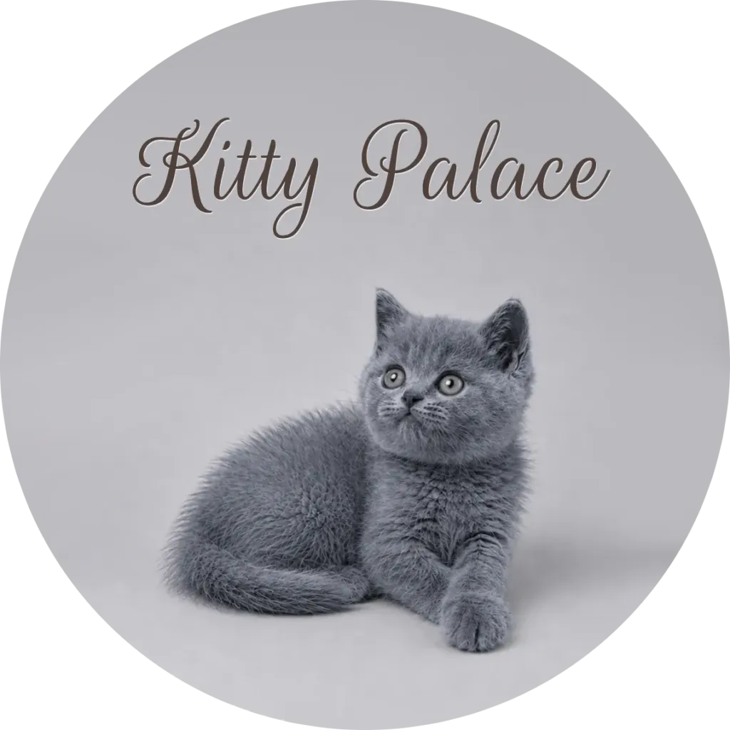 British shorthair kittens for sale in NJ — Pearl sitting and looking up, blue female