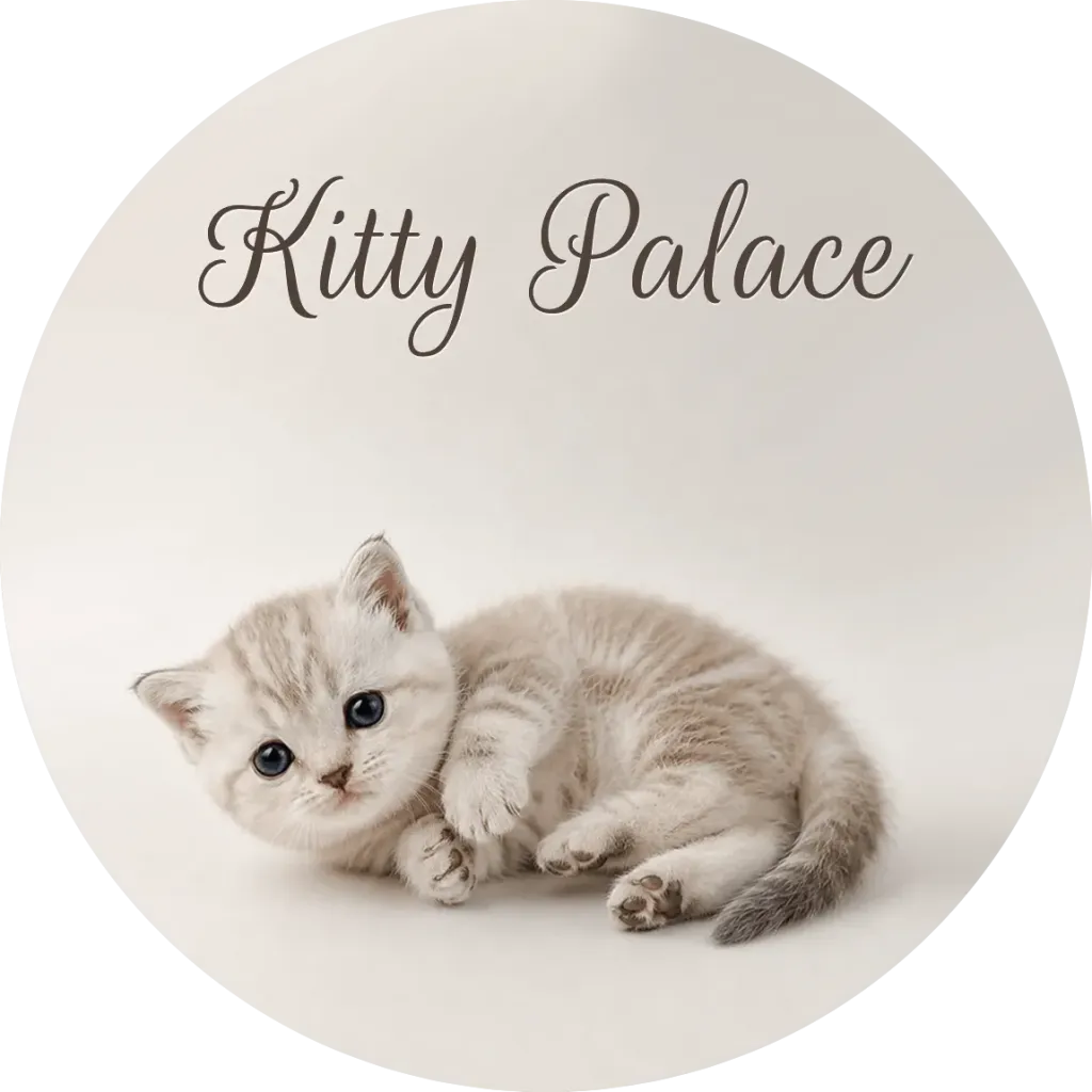 Cream and chocolate marble kitten curled up resting, scottish straight male Choco