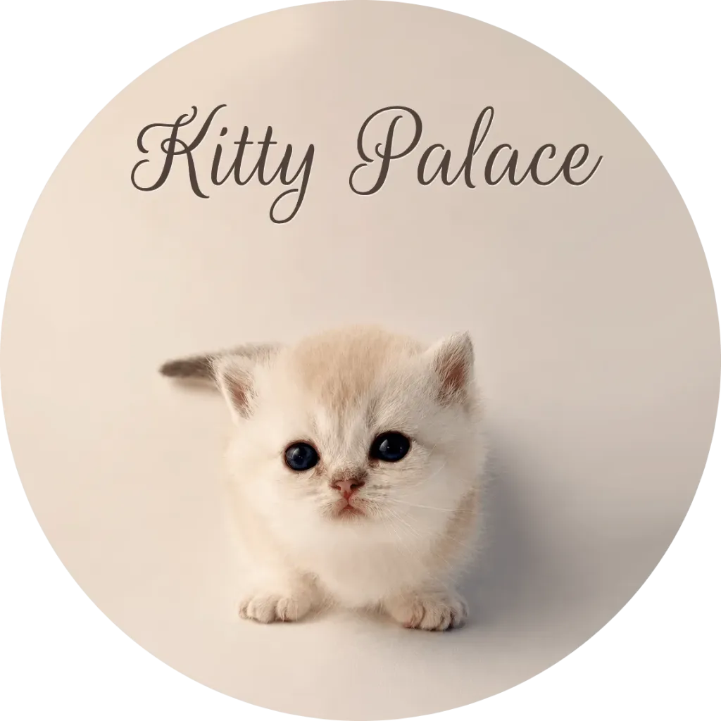 Cream honey munchkin kitten crouching low with big blue eyes, straight female