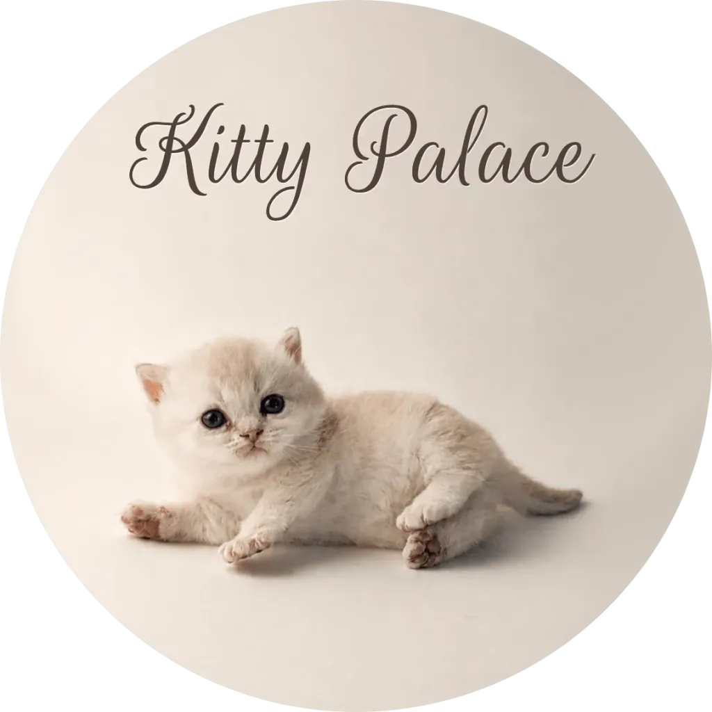 Munchkin kitten lying stretched out with paws forward, straight female