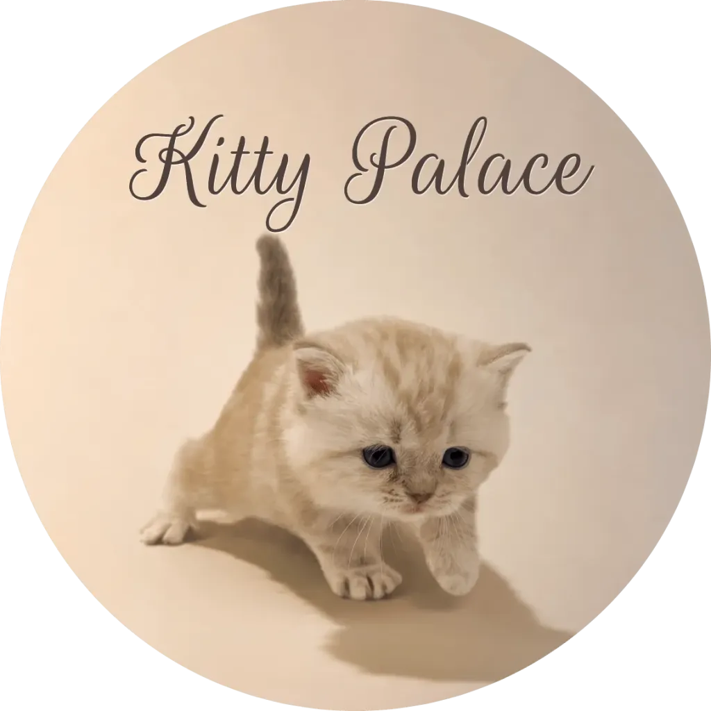 Kitten creeping forward with tail up, scottish straight female Vanilla
