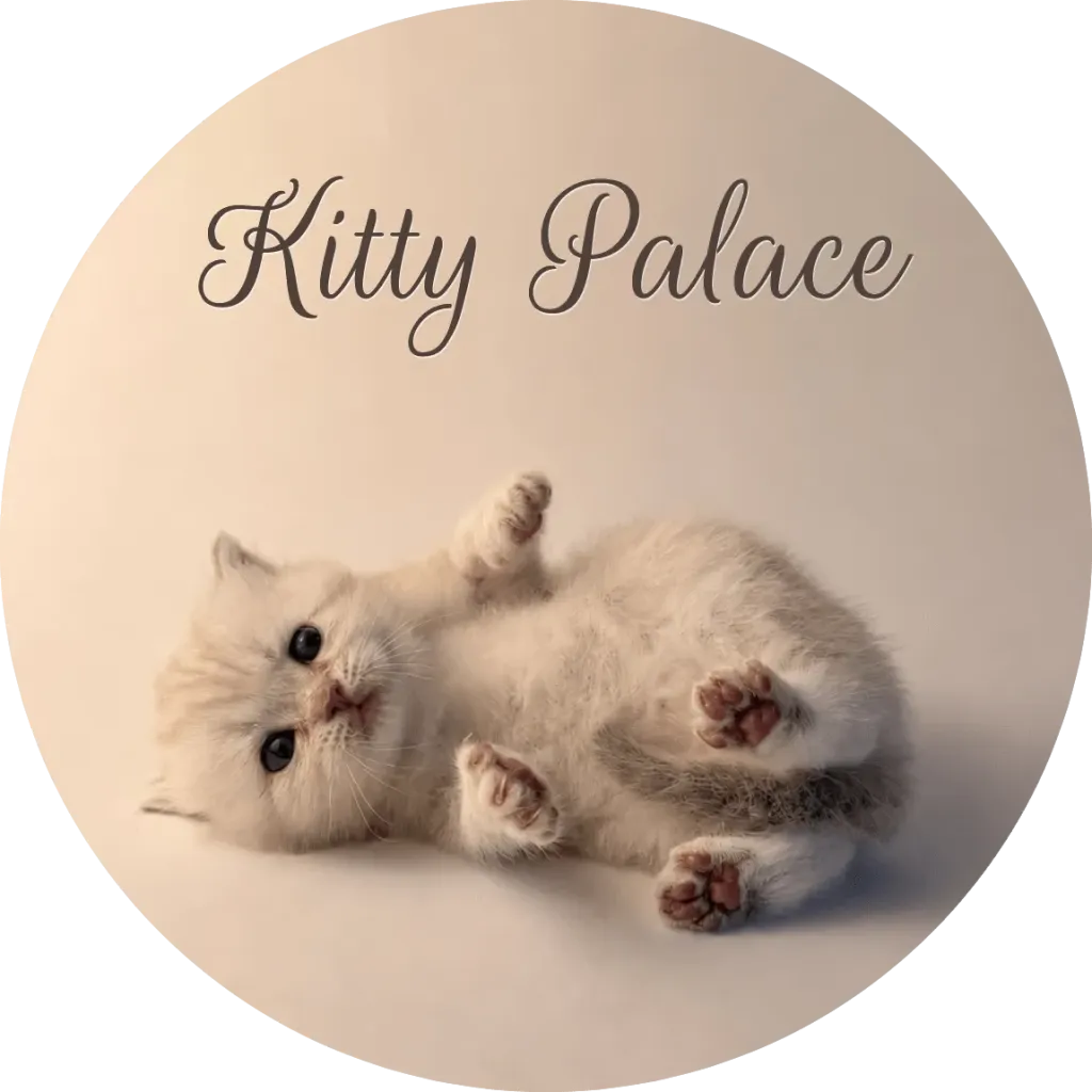 Cream marble kitten lying on its back with paws up, scottish straight female Vanilla