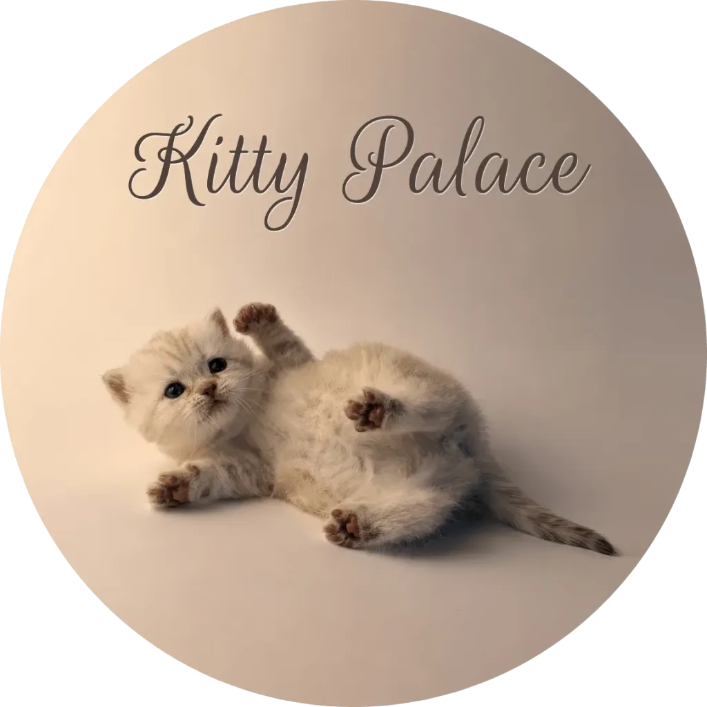 Cream marble kitten rolling playfully with one paw raised, straight female Vanilla