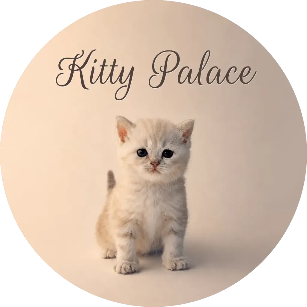 Kitten sitting upright and facing forward, scottish straight female Vanilla