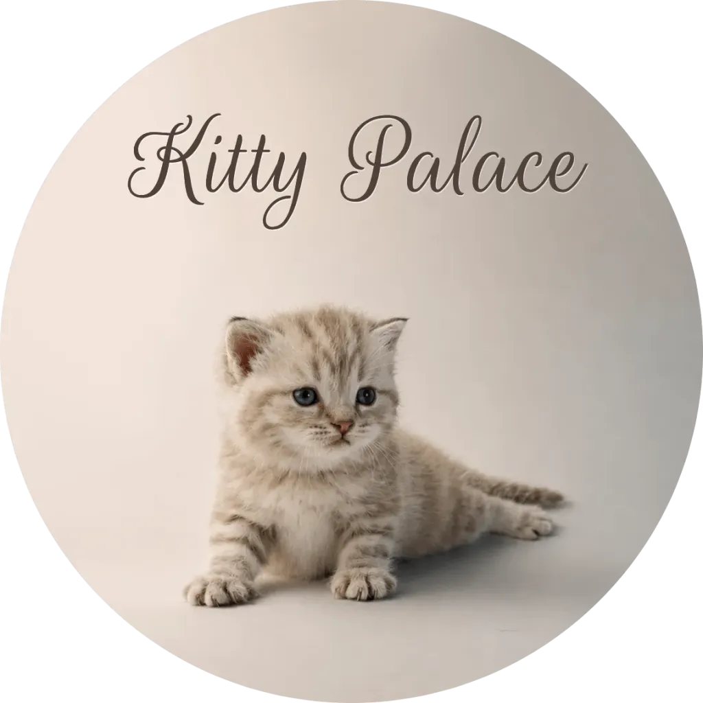 Cream marble straight kitten crouching with tail out, scottish male Sugar