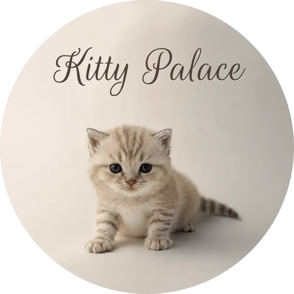 Cream marble straight kitten sitting and facing forward, scottish male Sugar