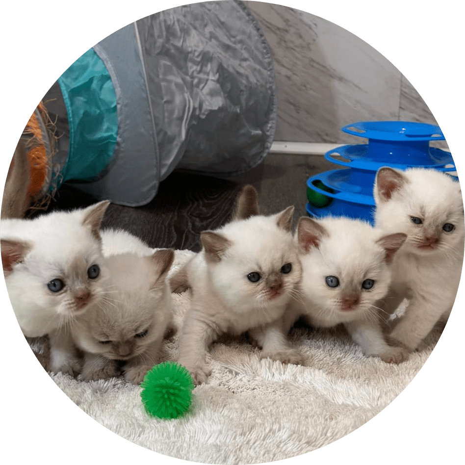 Five fluffy white kittens play together on a plush rug surrounded by colorful toys and a tunnel,