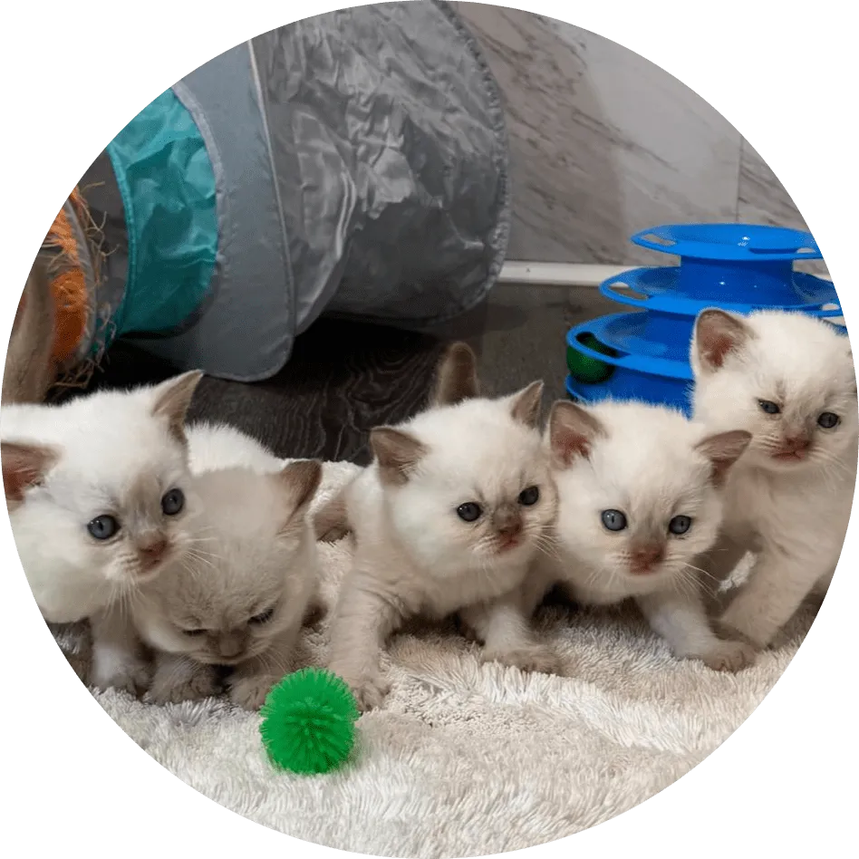 Five fluffy white kittens play together on a plush rug surrounded by colorful toys and a tunnel,