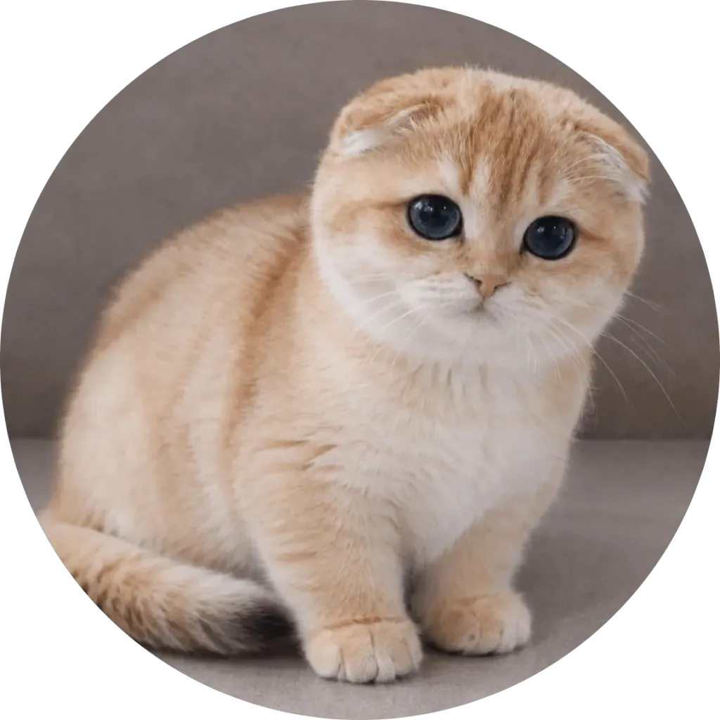 Kitty Palace Cattery - British and Scottish Kittens. Parents